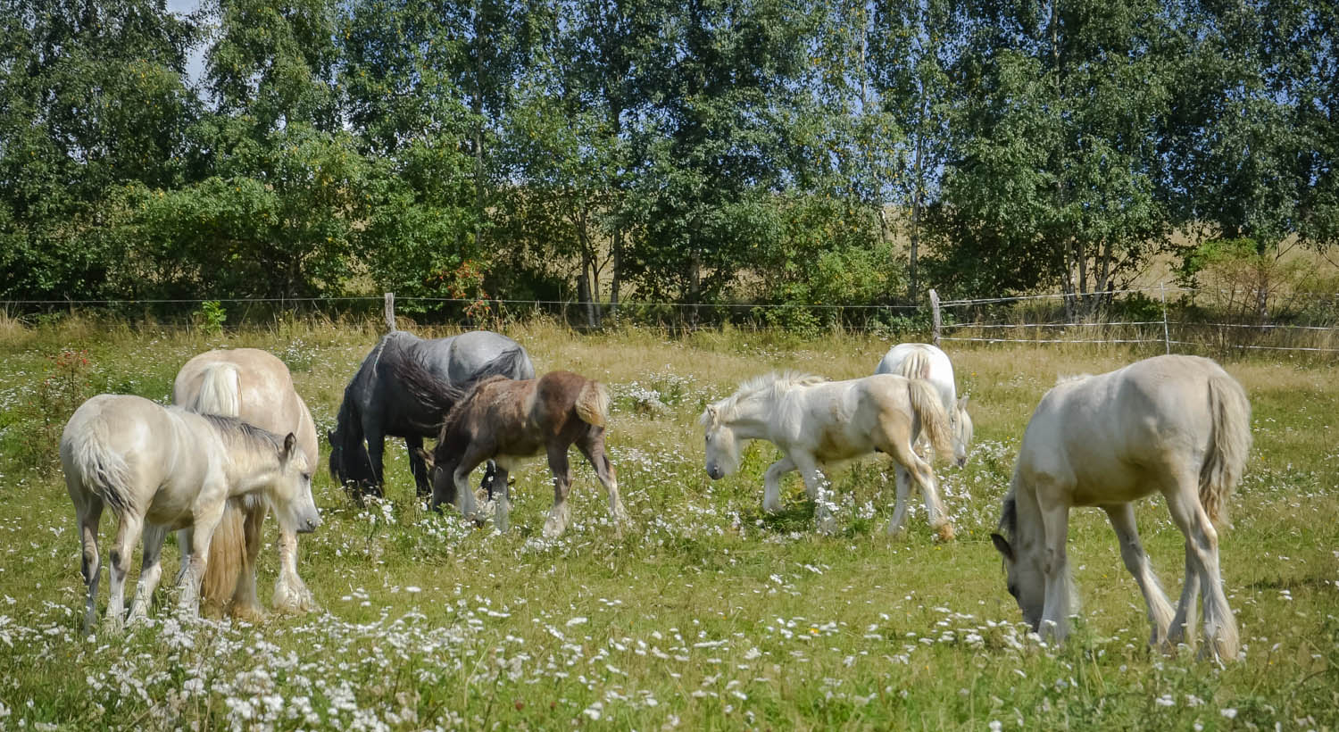 Gypsy Horses of Podolin Stud - Foal